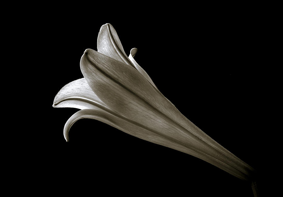 Black And White Photograph - Easter Lily III by Jeff Burton