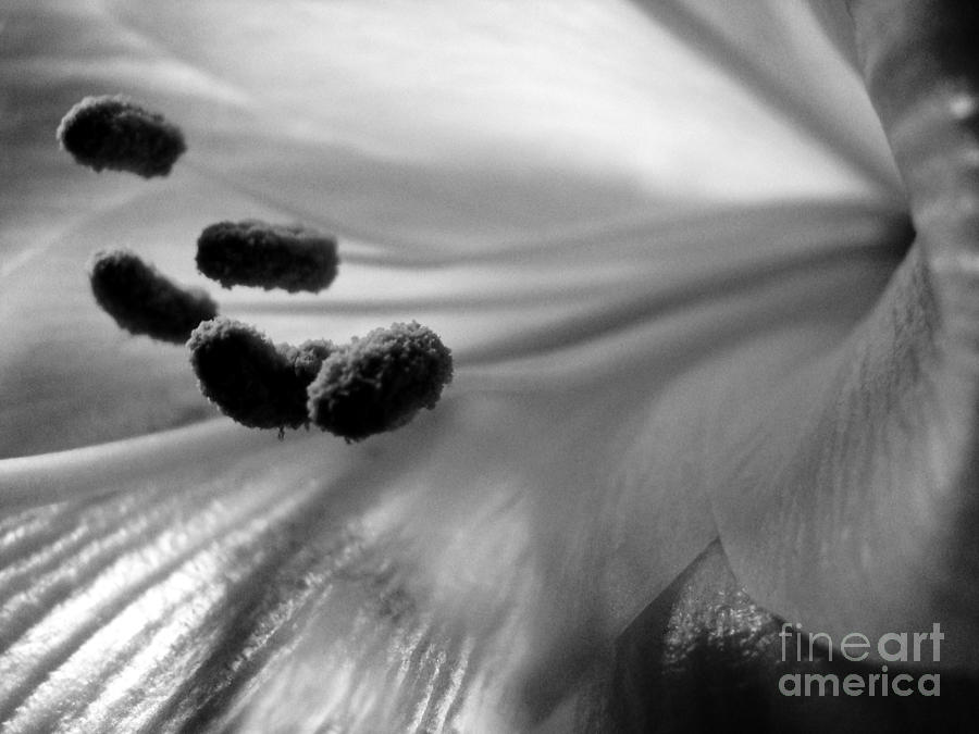 Easter Lily in Black and White Photograph by Margaret Hamilton