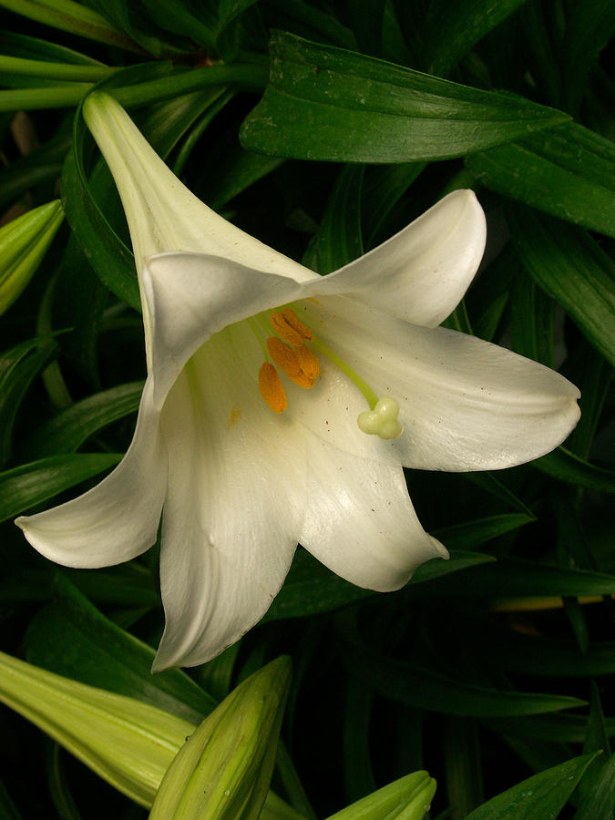Easter Lily Lilium Longiflorum Photograph by Bonnie Sue Rauch