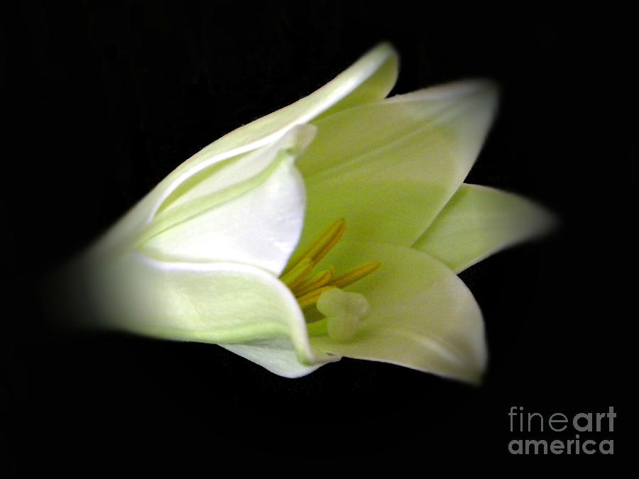 Easter Lily Photograph by Michelle Frizzell-Thompson
