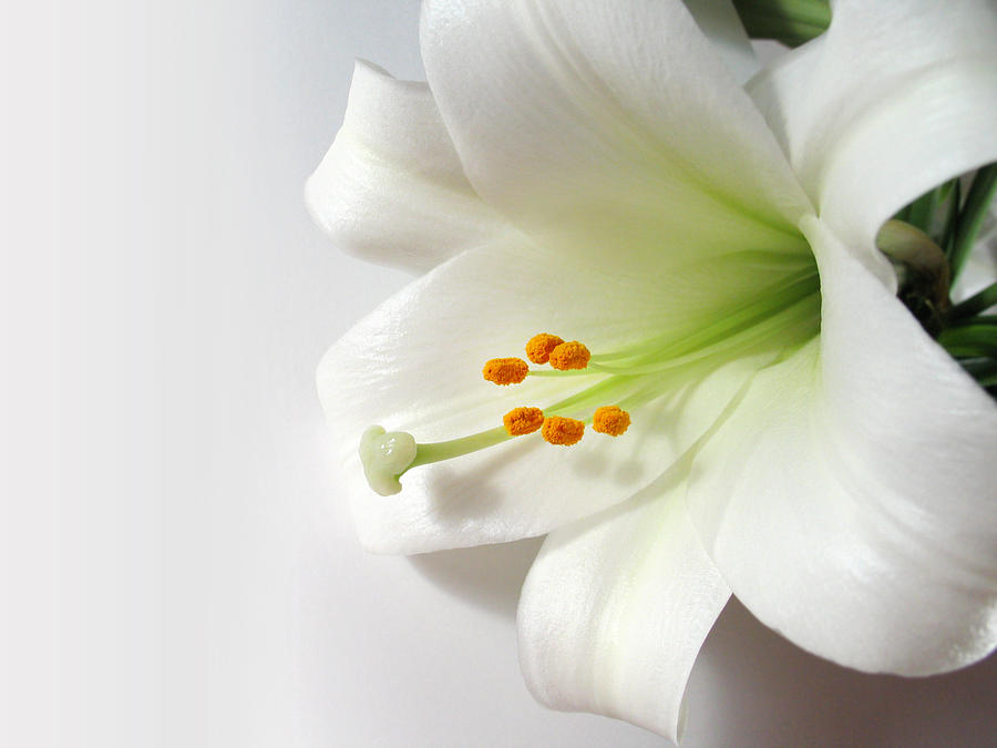 Easter Lily on White Photograph by Duckycards