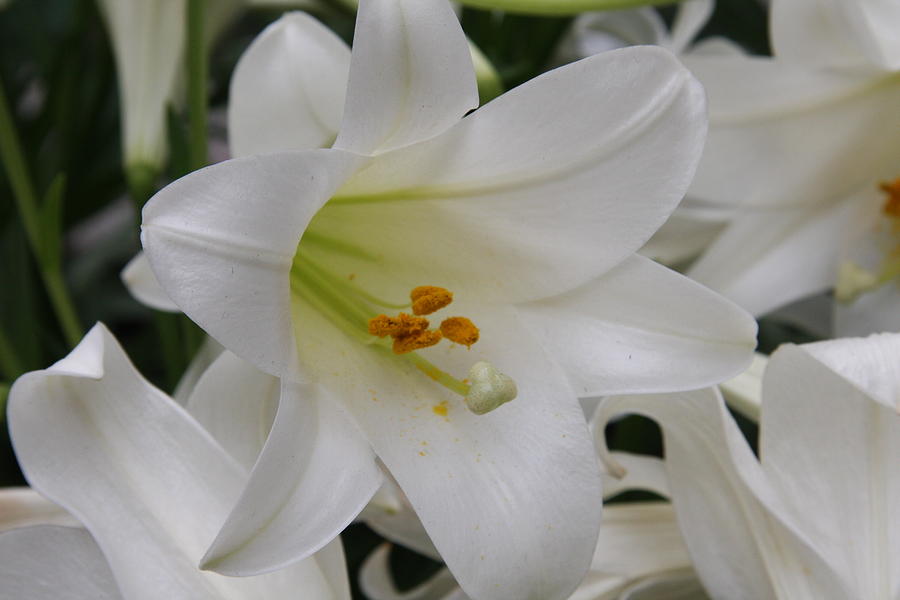 Easter Lily Purity Photograph by Christiane Schulze Art And Photography