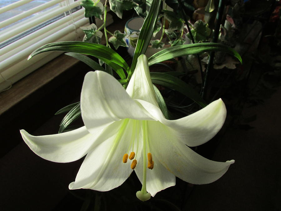 Easter Photograph - Easter Lily by Roberta Roddy