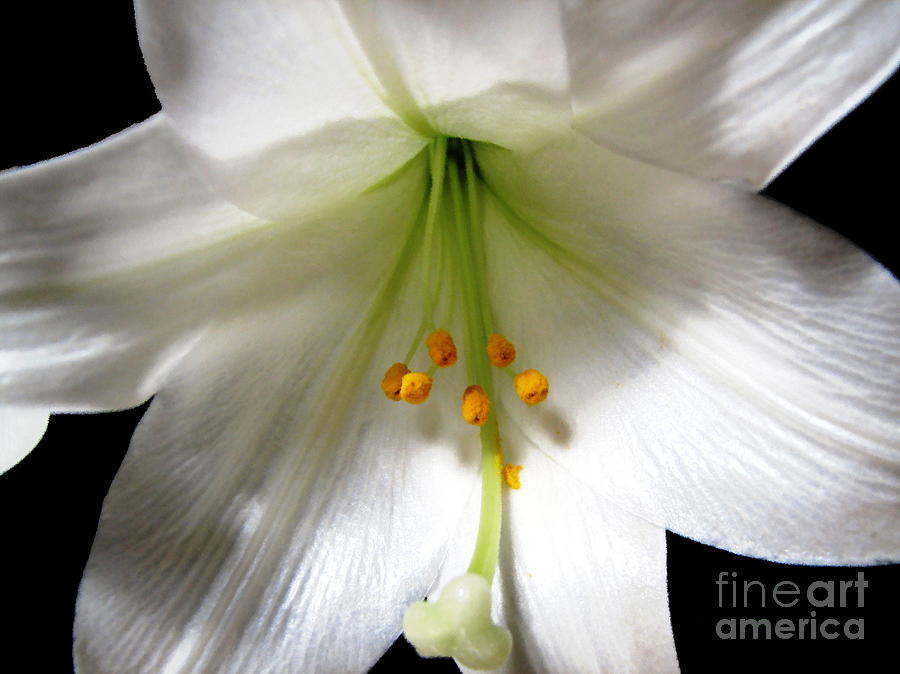 Easter Lily Photograph by Rose Santuci-Sofranko
