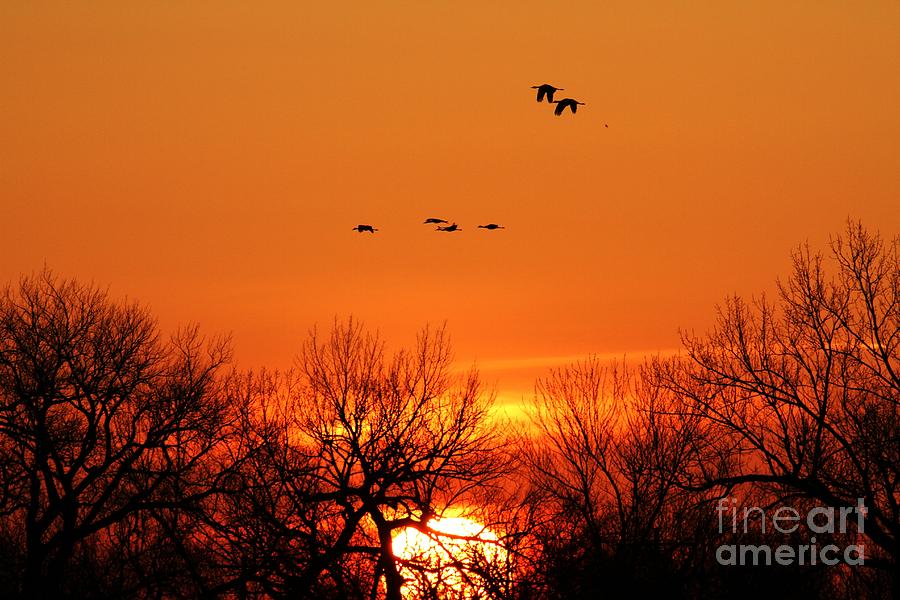 Bird Photograph - Easter Sunrise by Elizabeth Winter