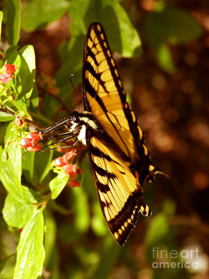 Butterfly Photograph - Easter Swallowtail Butterfly in Acadia National Park Maine by Christine Stack