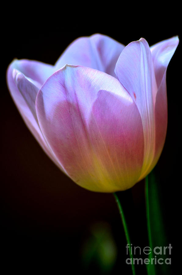Easter Tulip Photograph by Deb Halloran