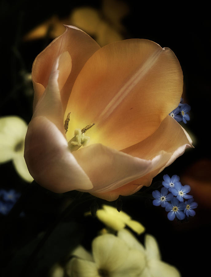 Spring Photograph - Tulip No. 1 by Richard Cummings