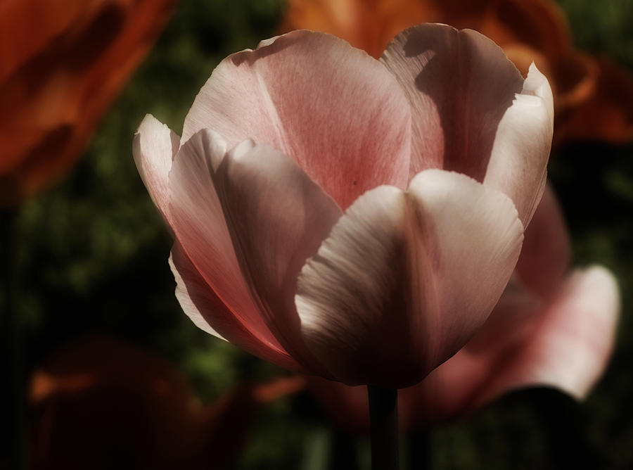 Tulip No. 2 Photograph by Richard Cummings
