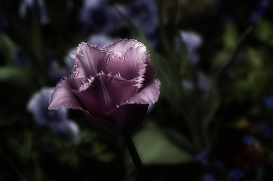 Tulip No. 5 Photograph by Richard Cummings