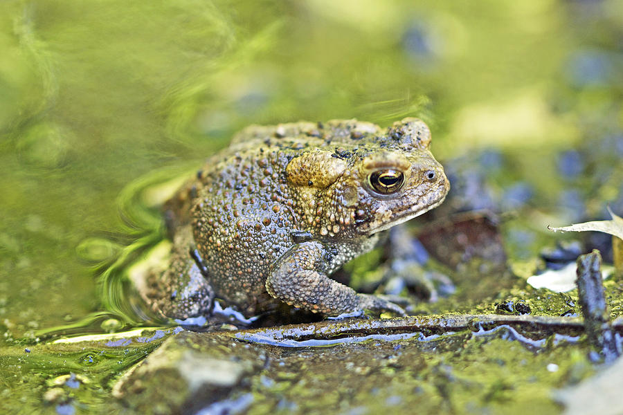 Eastern American toad - Anaxyrus americanus Photograph by Carol Senske