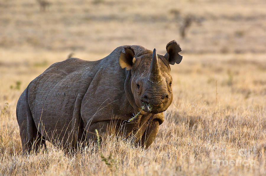 black rhinoceros black rhinoceros