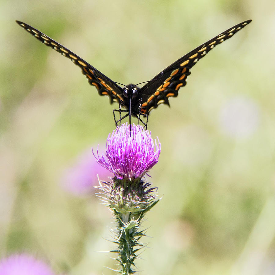 Eastern Black Swallowtail Butterfly Photograph by Lynda Murtha