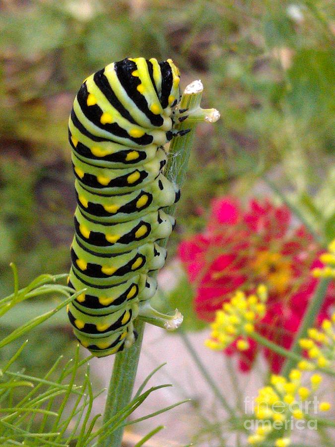 Insects Photograph - Eastern Black Swallowtail Caterpillar on Fennel by Anna Lisa Yoder