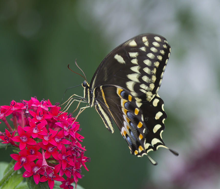 Eastern Black Swallowtail Photograph by Sean Allen