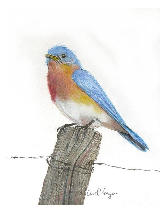 Eastern Blue Bird Drawing by Carol Veiga Pixels