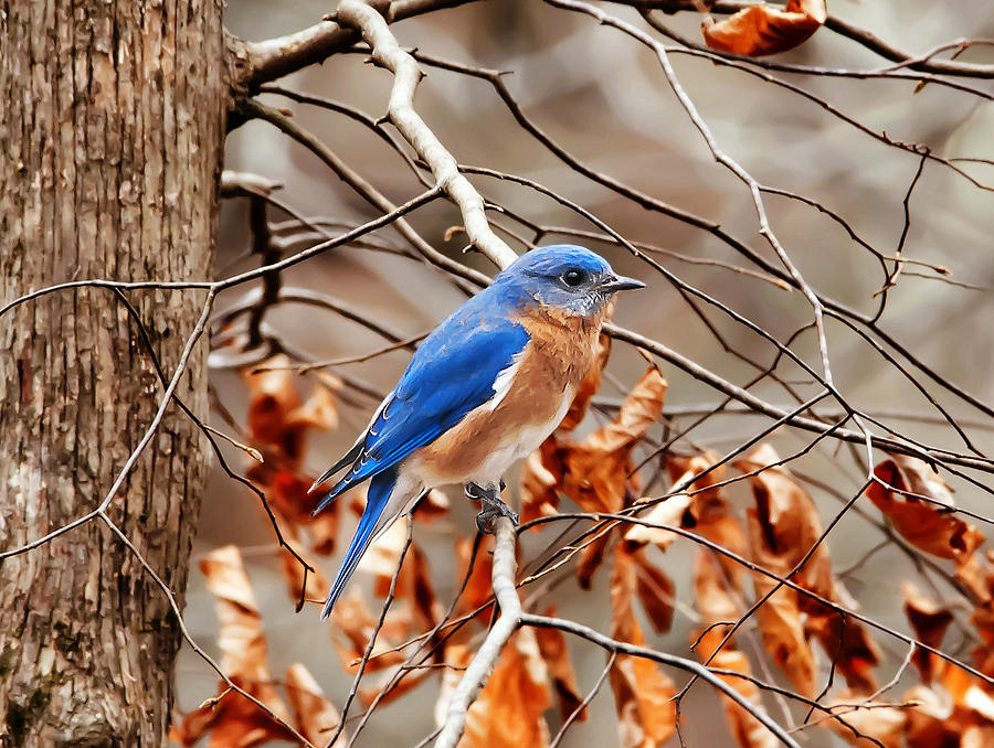 Eastern Blue Bird Photograph by Michael Whitaker