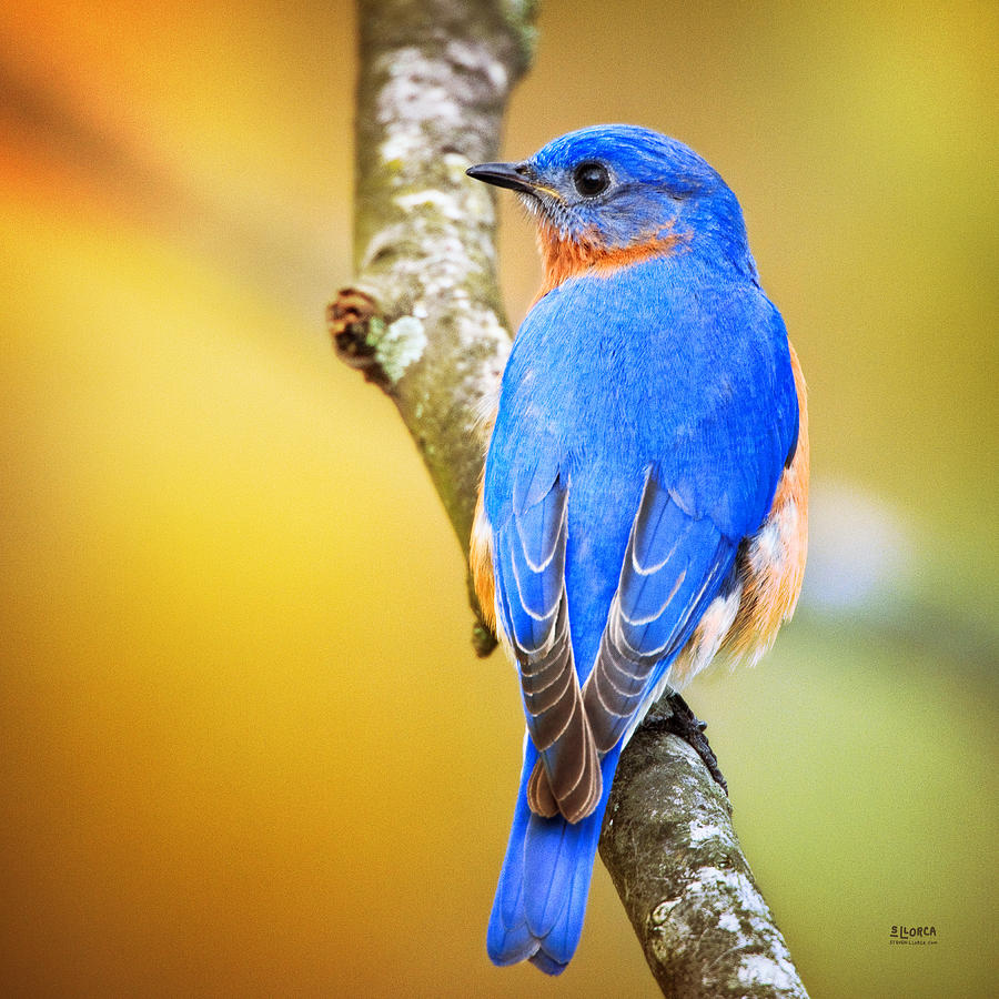 Eastern Blue Bird Of Spring Photograph by Steven Llorca