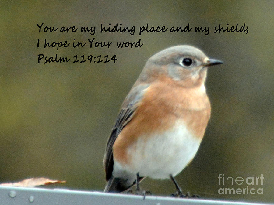 Nature Photograph - Eastern Blue Bird with Psalms 119 114 by Barb Dalton