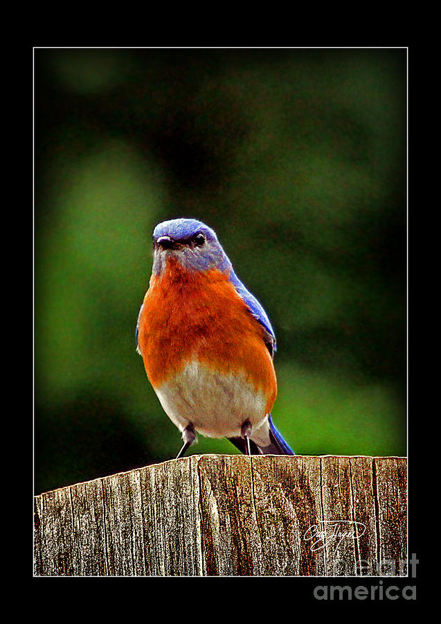 Wildlife Photograph - Eastern Blue by Cris Hayes