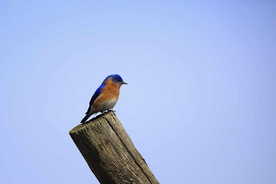Eastern Bluebird 2 Photograph by Gary Hall