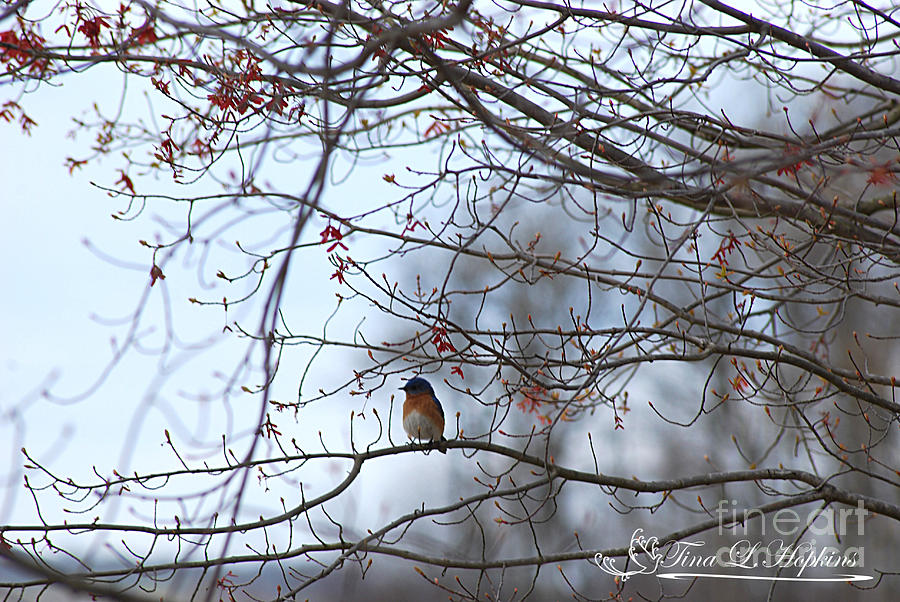 Eastern Bluebird 20120409_125a Photograph by Tina Hopkins