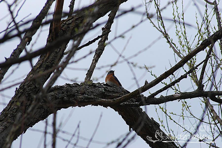 Eastern Bluebird 20120409_152a Photograph by Tina Hopkins