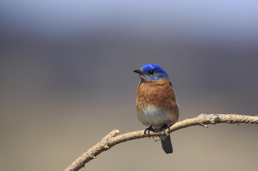 Eastern Bluebird 3 Photograph by Gary Hall
