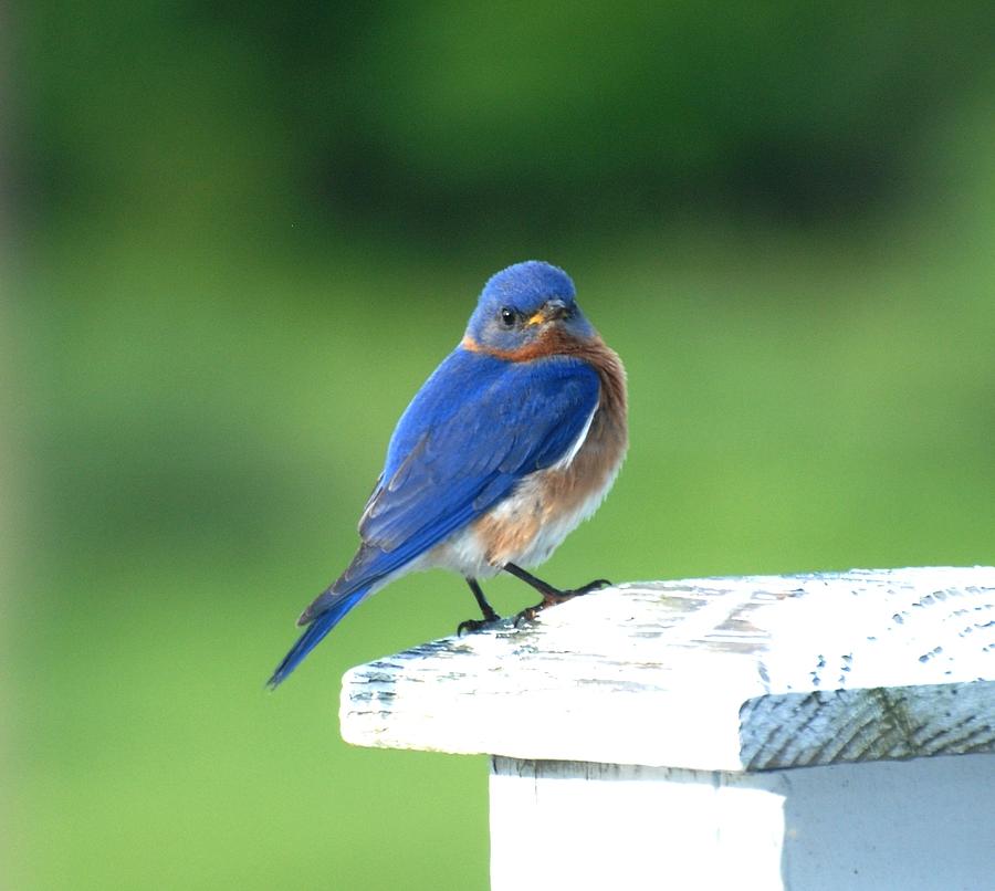 Eastern Bluebird Photograph by Amy Porter