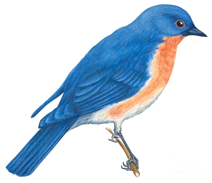 Bluebird Drawing Carinewbi