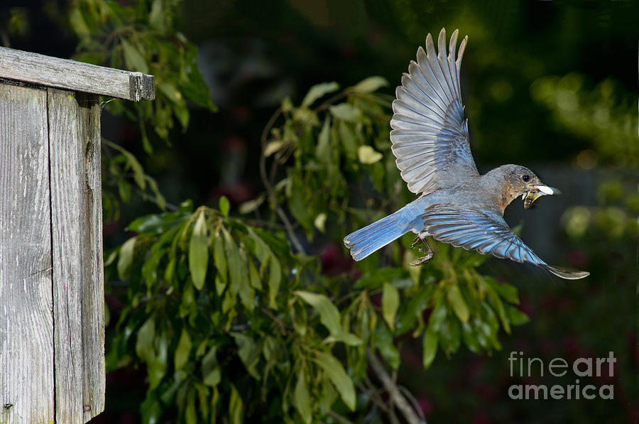 Eastern Bluebird Photograph by Anthony Mercieca