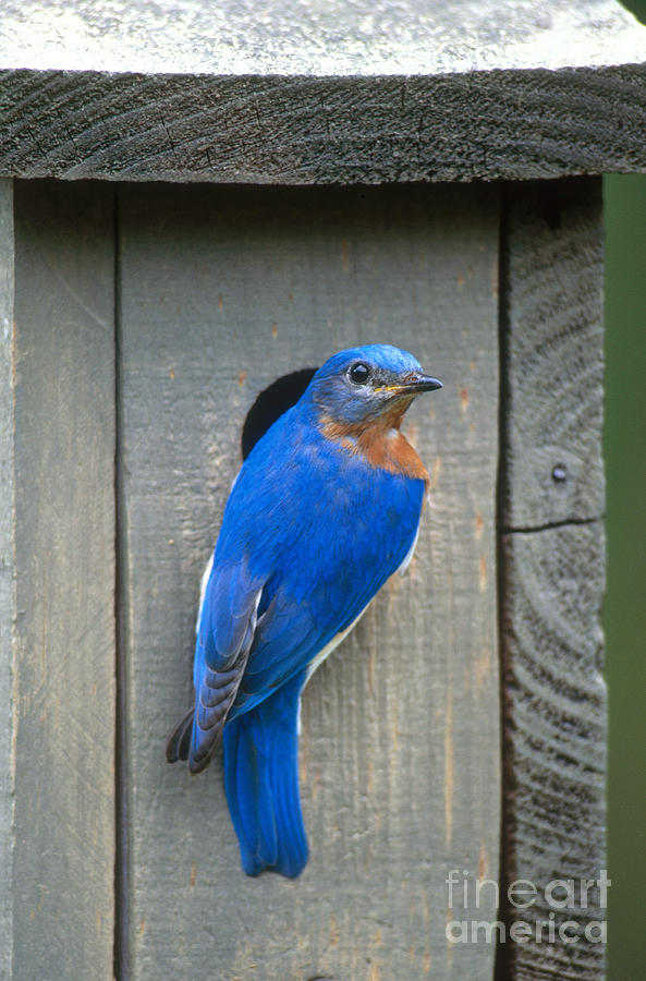 Bluebird Photograph - Eastern Bluebird At Nest by Paul J Fusco