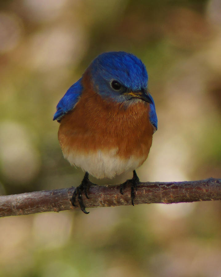 Wildlife Photograph - Eastern Bluebird by M Three Photos