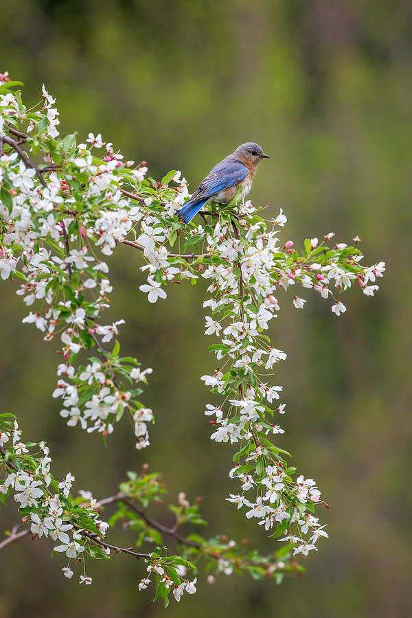 Eastern Bluebird Photograph by Bill Wakeley