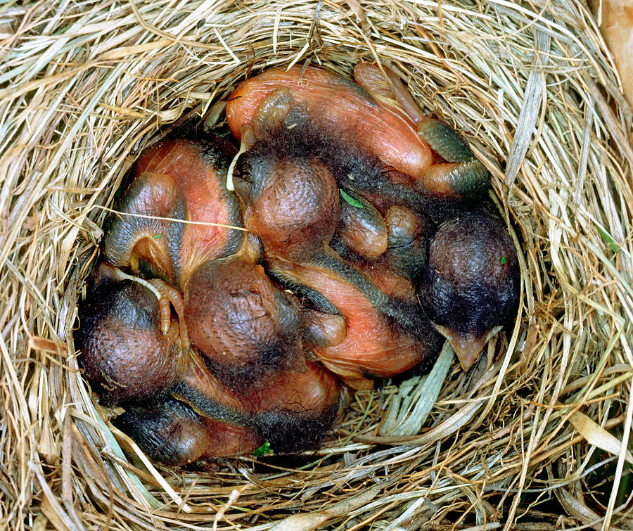 Eastern Bluebird Chicks, Four Days Old Photograph by Millard H. Sharp