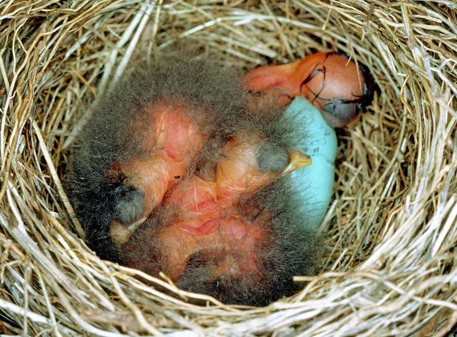 Eastern Bluebird Chicks Hatching Photograph by Millard H. Sharp