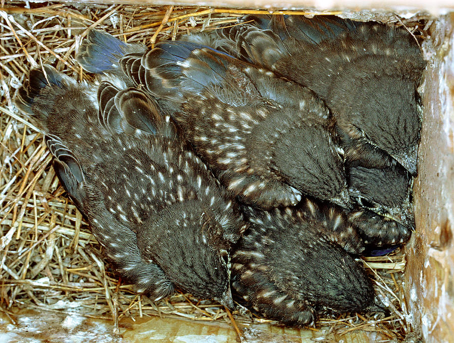 Eastern Bluebird Chicks, Twelve Days Old Photograph by Millard H. Sharp