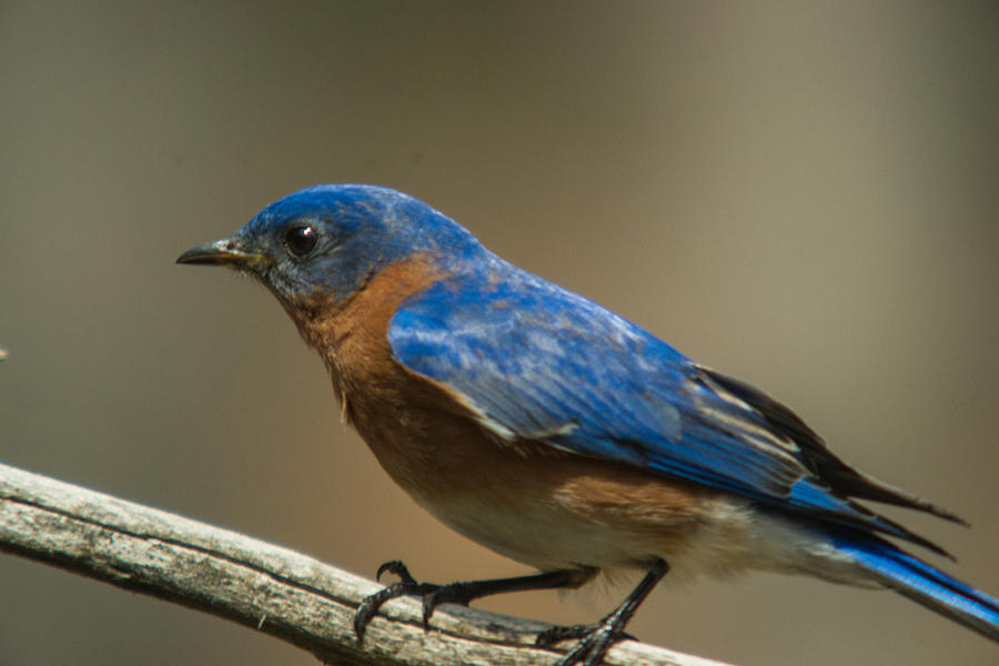 Eastern Bluebird Climbing Photograph by Douglas Barnett - Fine Art America