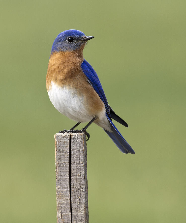 Bird Photograph - Eastern Bluebird by David Lester