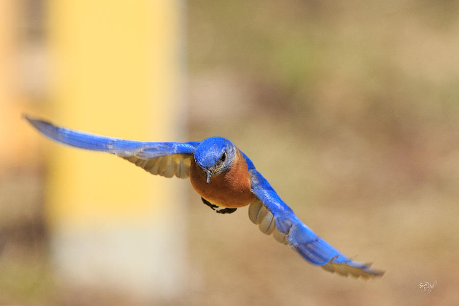 Eastern Bluebird Photograph by Everet Regal