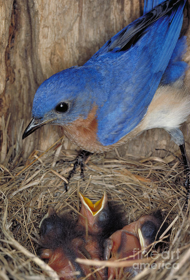 Bird Photograph - Eastern Bluebird Feeding Its Young by Millard H. Sharp