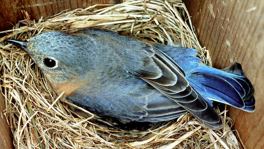 Eastern Bluebird Female Incubating Eggs Photograph by Millard H. Sharp ...