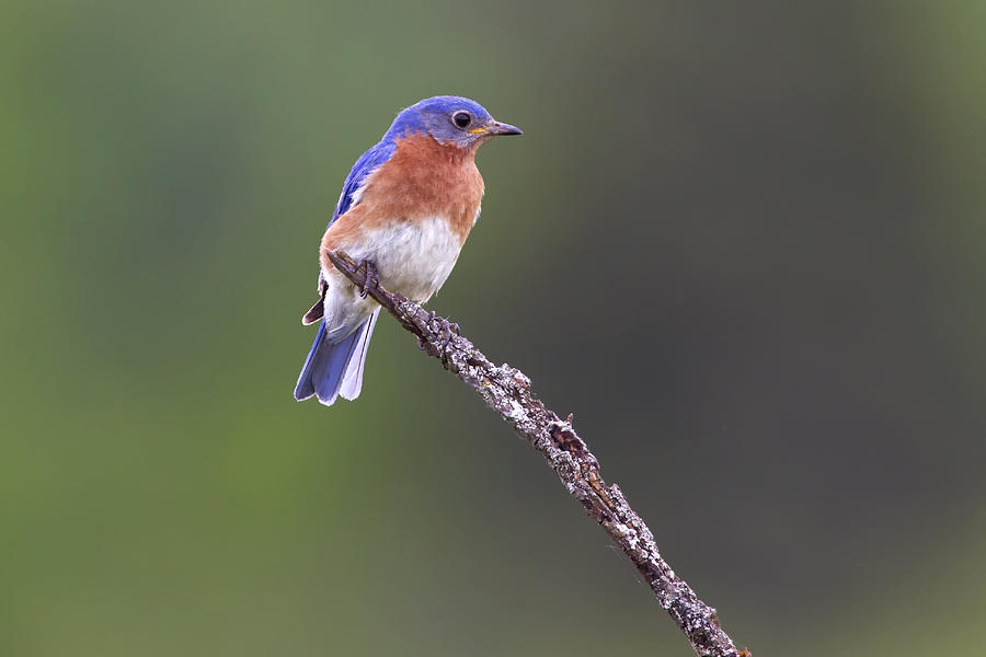 Eastern Bluebird Photograph by Gary Hall