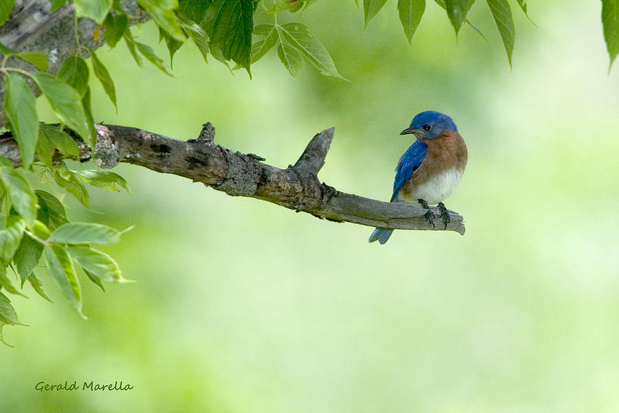 Bluebird Photograph - Eastern Bluebird by Gerald Marella