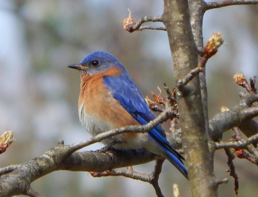 Eastern Bluebird in a pear tree Photograph by Judy Genovese