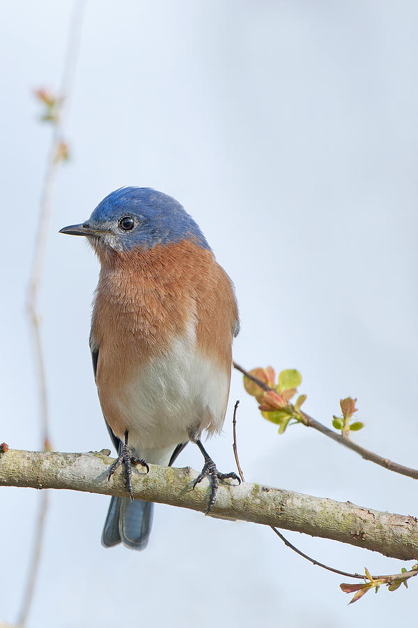 Eastern Bluebird in Early Spring Photograph by Bonnie Barry