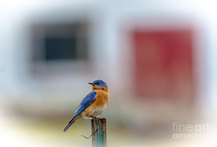 Eastern Bluebird in the Country Photograph by Cheryl Baxter
