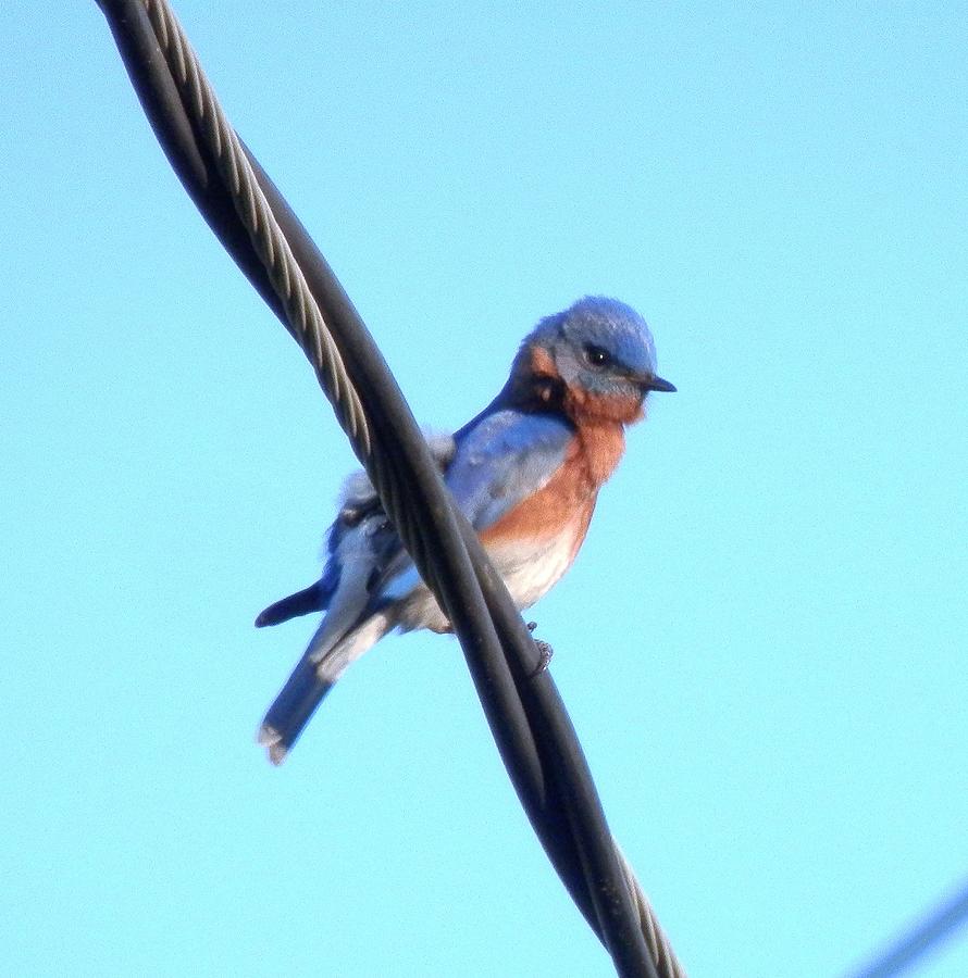  Bluebird in the Wind Photograph by Belinda Lee