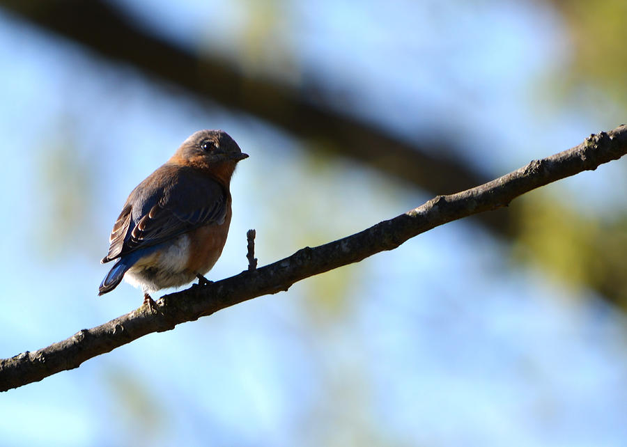 Eastern Bluebird in Walnut Early Spring Photograph by Rebecca Sherman