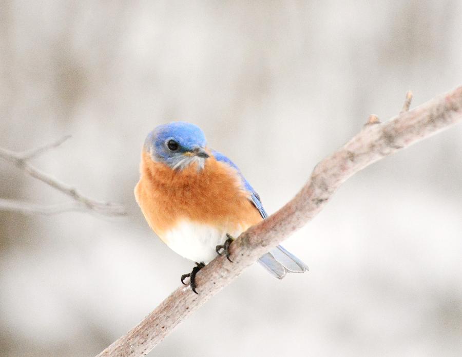 Bluebird Photograph - Eastern Bluebird in Winter by Judy Genovese